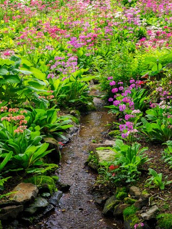 Boggy Quarry Garden With Giant Candelabra Primroses, Primula X Bulleesiana Hybrid by Julie Eggers / Danita Delimont art print