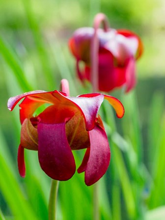 Delaware, The Red Flower Of The Pitcher Plant (Sarracenia Rubra), A Carnivorous Plant by Julie Eggers / Danita Delimont art print