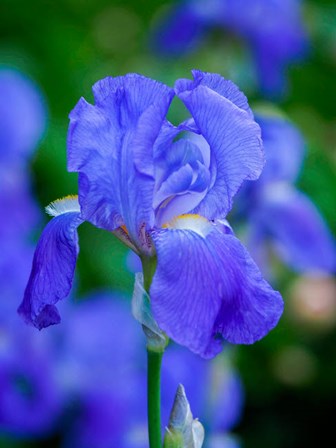Delaware, Close-Up Of A Blue Bearded Iris by Julie Eggers / Danita Delimont art print