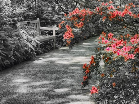 Delaware, Walkway In A Garden With Azaleas And A Park Bench by Julie Eggers / Danita Delimont art print