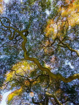 Delaware, Looking Up At The Sky Through A Japanese Maple by Julie Eggers / Danita Delimont art print