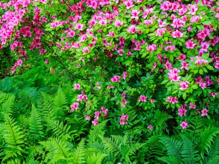 Delaware, Azalea Shrub With Ferns Below In A Garden by Julie Eggers / Danita Delimont art print