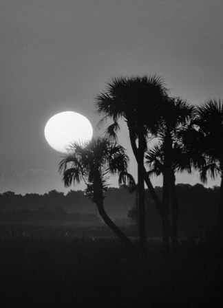 Palm Trees And Sunrise, Florida by Zandria Muench Beraldo / Danita Delimont art print