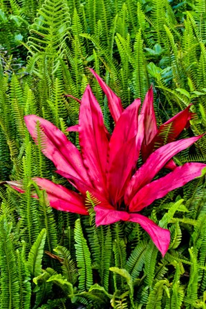 Tea Plant And Ferns, Kula Botanical Gardens, Upcountry, Maui, Hawaii by Darrell Gulin / Danita Delimont art print