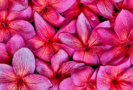 Plumeria Flower Grouping, Maui, Hawaii by Darrell Gulin / Danita Delimont art print