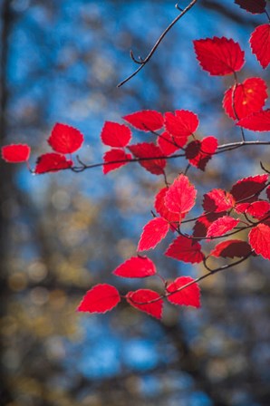 Red Leaves On Tree Branch Against Blue Sky by Anna Miller / Danita Delimont art print