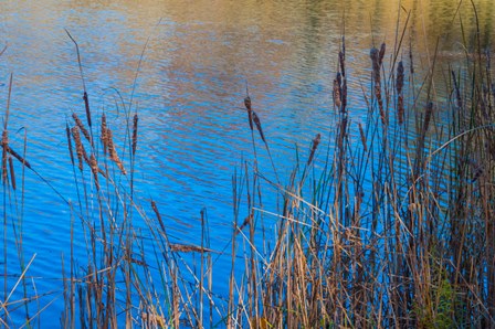Cattails At Edge Of Lake by Anna Miller / Danita Delimont art print