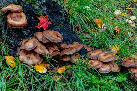 Golden Honey Mushrooms On Oak Trunk, Michigan by Chuck Haney / Danita Delimont art print
