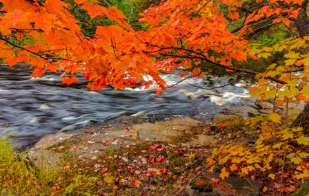 Sturgeon River In Autumn Near Alberta, Michigan by Chuck Haney / Danita Delimont art print