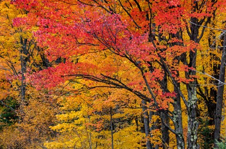 Fall Color On The Keweenaw Peninsula, Michigan by Chuck Haney / Danita Delimont art print