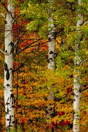 Fall Color On The Keweenaw Peninsula, Michigan by Chuck Haney / Danita Delimont art print