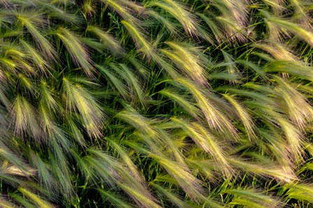 Close-Up Of Foxtail Barley, Medicine Lake National Wildlife Refuge, Montana by Chuck Haney / Danita Delimont art print