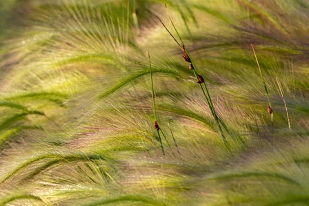 Close-Up Of Foxtail Barley, Medicine Lake National Wildlife Refuge, Montana by Chuck Haney / Danita Delimont art print