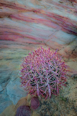 Nevada, Overton, Valley Of Fire State Park Multi-Colored Rock Formation And Cactus by Jaynes Gallery / Danita Delimont art print