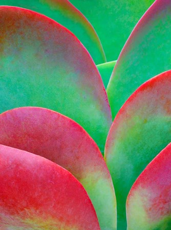 Oregon, Kalanchoe Succulent Plant Close-Up by Jaynes Gallery / Danita Delimont art print
