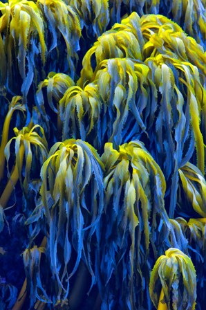 Oregon, Bandon Abstract Photo Of Pacific Sea Kelp by Jaynes Gallery / Danita Delimont art print