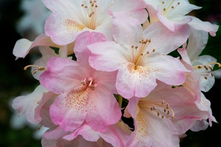 Oregon, Shore Acres State Park Rhododendron Flowers Close-Up by Jaynes Gallery / Danita Delimont art print