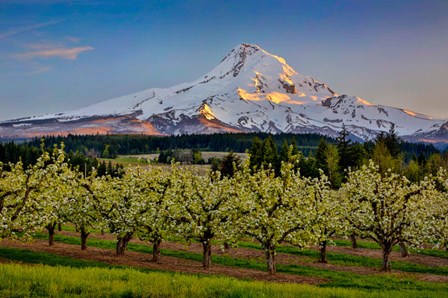 Oregon Pear Orchard In Bloom And Mt Hood by Jaynes Gallery / Danita Delimont art print