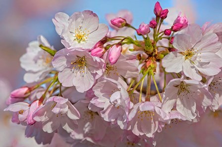 Oregon, Coos Bay Akebono Cherry Blossoms Close-Up by Jaynes Gallery / Danita Delimont art print