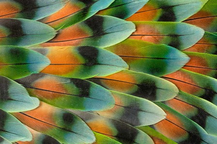 Lovebird Tail Feather Pattern, Bandon, Oregon by Darrell Gulin / Danita Delimont art print