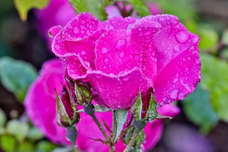 Rose With Dew Drops After Rain, Shore Acres State Park, Oregon by Darrell Gulin / Danita Delimont art print