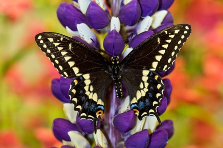 Swallowtail Butterfly, Papilio Polyxenes On Lupine, Bandon, Oregon by Darrell Gulin / Danita Delimont art print
