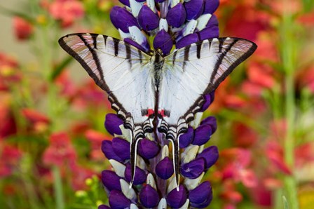 Eurytides Agesilaus Autosilaus Butterfly On Lupine, Bandon, Oregon by Darrell Gulin / Danita Delimont art print