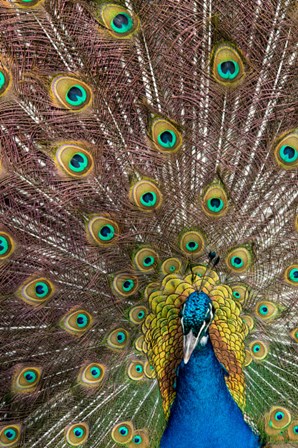 Male Peacock Fanning Out His Tail Feathers by Darrell Gulin / Danita Delimont art print