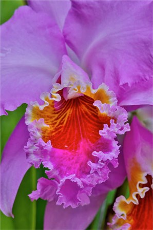 Orchids In Longwood Gardens Conservatory, Pennsylvania by Darrell Gulin / Danita Delimont art print