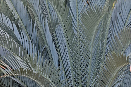 Palm Leaves In Silver Plant Display, Longwood Gardens, Pennsylvania by Darrell Gulin / Danita Delimont art print