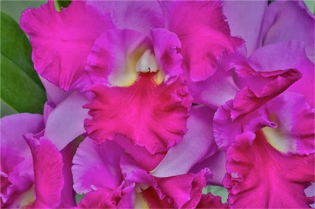 Orchids In Longwood Gardens Pennsylvania by Darrell Gulin / Danita Delimont art print