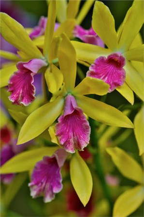Orchids In Longwood Gardens Conservatory, Pennsylvania by Darrell Gulin / Danita Delimont art print