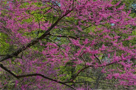 Redbud Tree In Full Bloom, Longwood Gardens, Pennsylvania by Darrell Gulin / Danita Delimont art print
