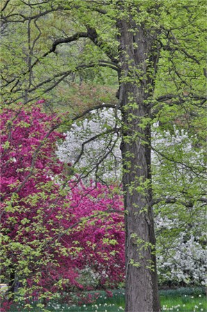 Flowering Crabapple Trees, Chanticleer Garden, Pennsylvania by Darrell Gulin / Danita Delimont art print