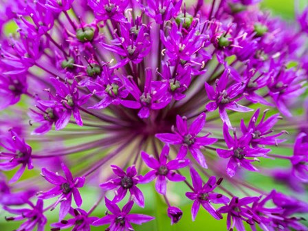 Close-Up Of Flowering Bulbous Perennial Purple Allium Flowers by Julie Eggers / Danita Delimont art print