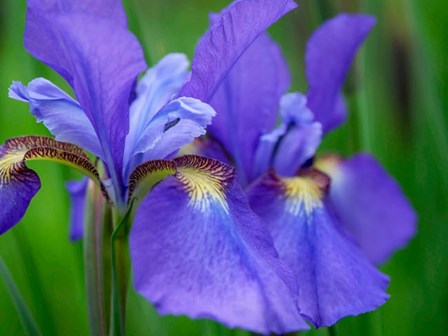 Close-Up Of Purple Iris Flowers Blooming Outdoors by Julie Eggers / Danita Delimont art print