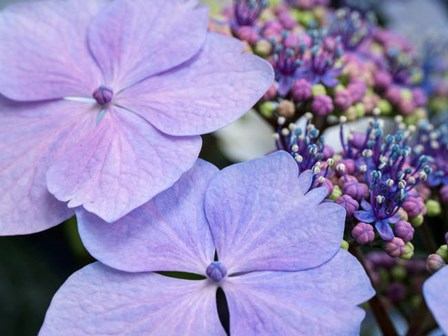 Close-Up Of A Purple Lacecap Hydrangea by Julie Eggers / Danita Delimont art print