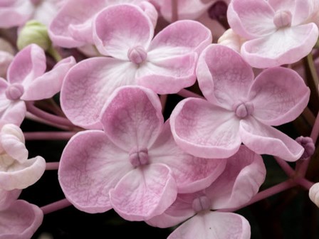 Close-Up Of A Hydrangea Macrophylla &#39;Ayesha&#39;, Lilac Pink by Julie Eggers / Danita Delimont art print