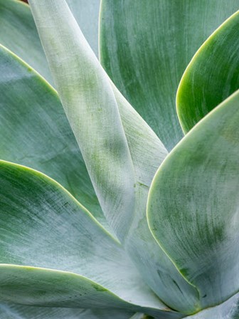 Close-Up Of The Tropical Agave Plant by Julie Eggers / Danita Delimont art print