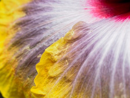 Close-Up Of A Hibiscus Flower by Julie Eggers / Danita Delimont art print