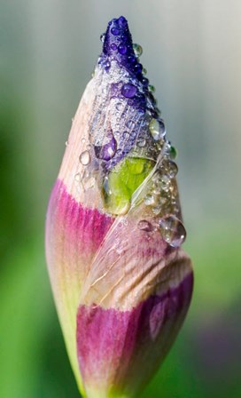 Dewdrops On An Iris Bud by Julie Eggers / Danita Delimont art print