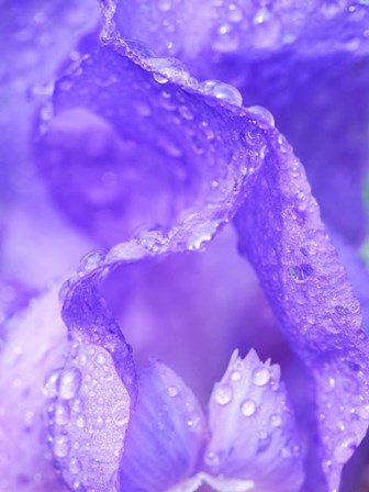Close-Up Of Dewdrops On A Purple Iris 1 by Julie Eggers / Danita Delimont art print
