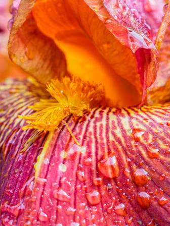 Close-Up Of Dewdrops On A Pink Iris by Julie Eggers / Danita Delimont art print