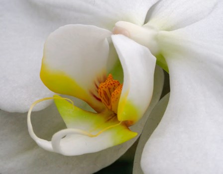 Close-Up Of An White Orchid by Julie Eggers / Danita Delimont art print