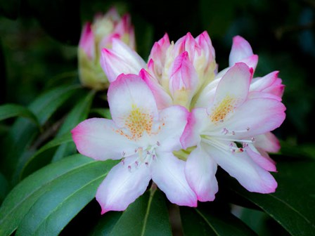 Variegated Pink And White Rhododendron In A Garden by Julie Eggers / Danita Delimont art print
