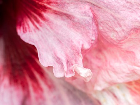 Pennsylvania, Close-Up Of A Hibiscus Flower by Julie Eggers / Danita Delimont art print