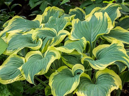 Variegated Green And Yellow Hosta by Julie Eggers / Danita Delimont art print