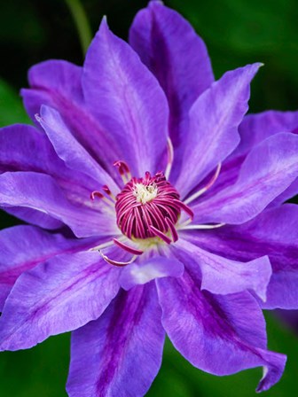 Close-Up Of A Clematis Blossom 2 by Julie Eggers / Danita Delimont art print
