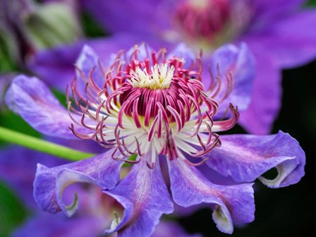 Close-Up Of A Clematis Blossom by Julie Eggers / Danita Delimont art print