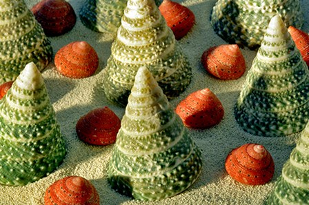 Tree Shells by Dennis Frates art print